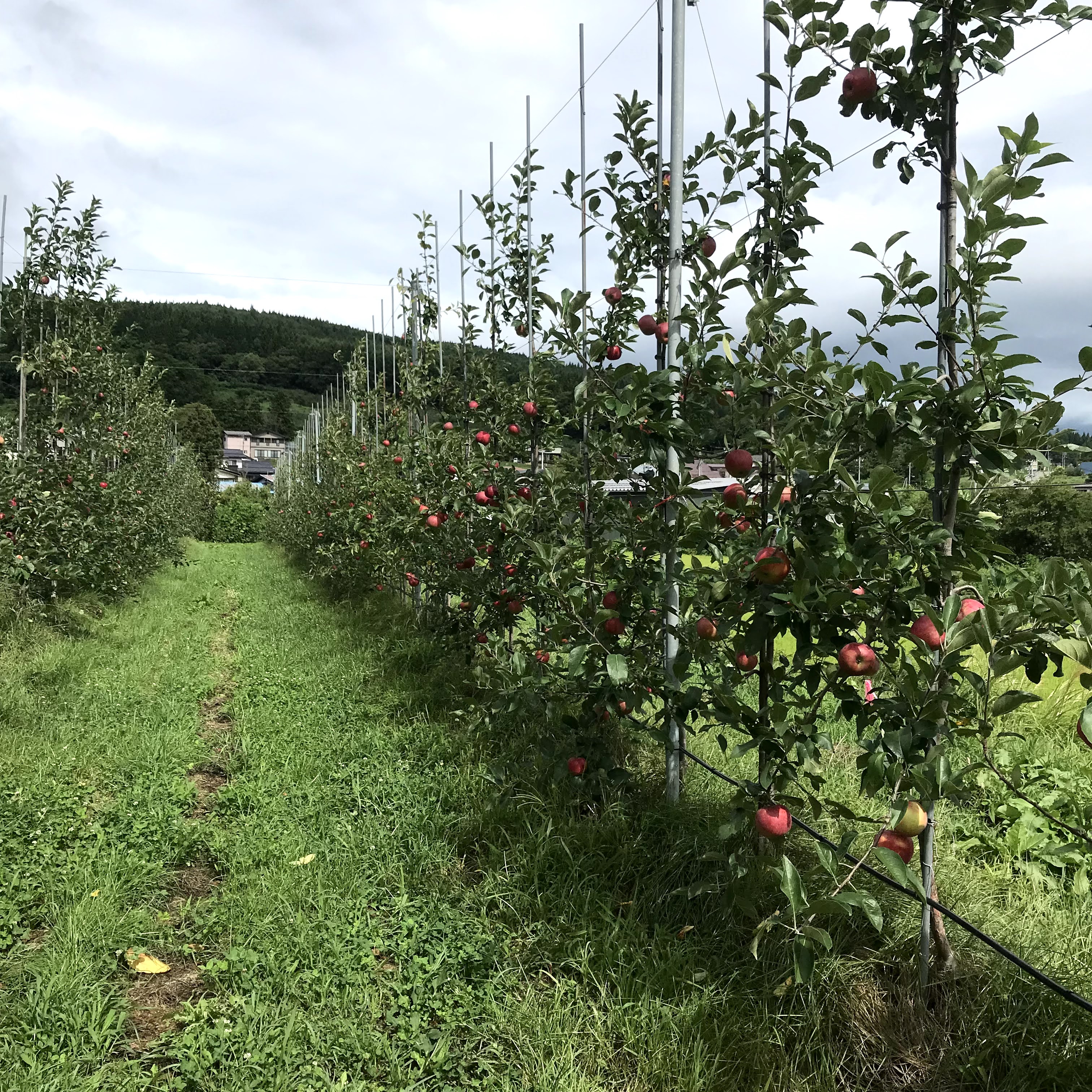ITO果樹園　りんごオーナー制度のご案内