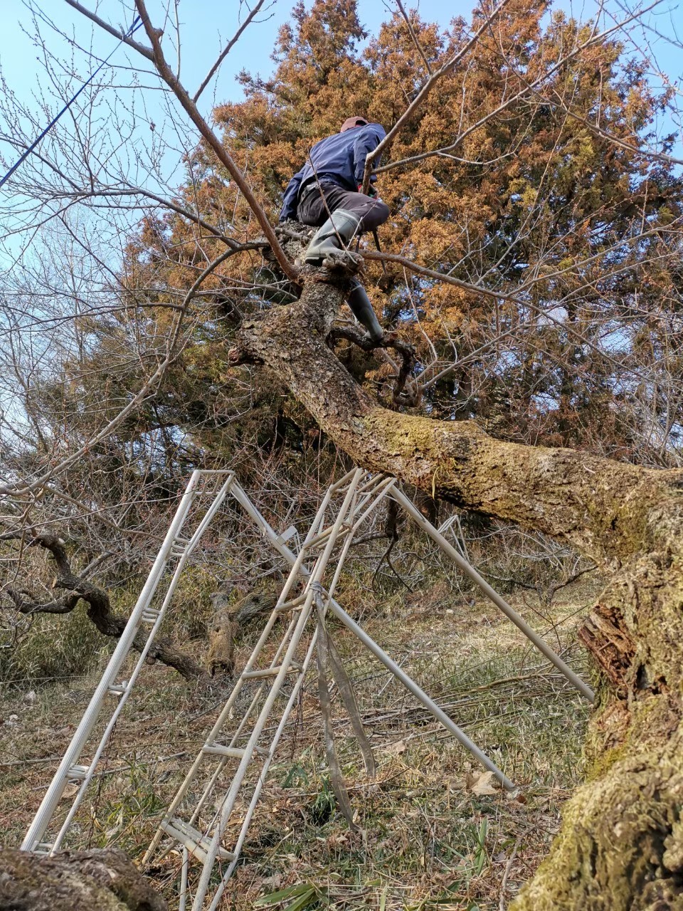 2019  梅