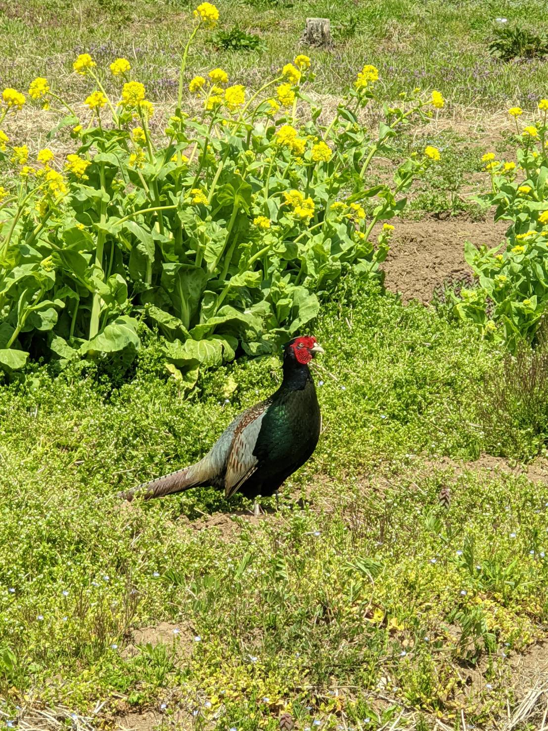 野生動物