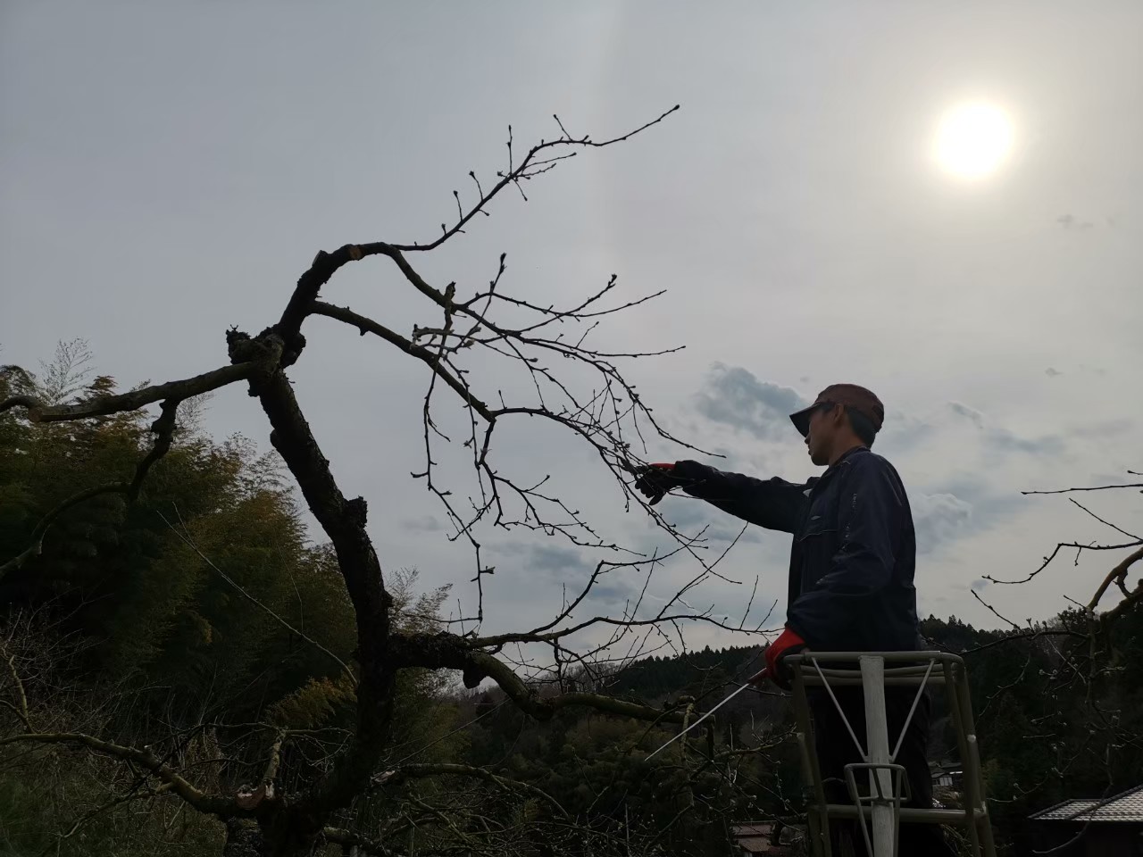 2019 りんご