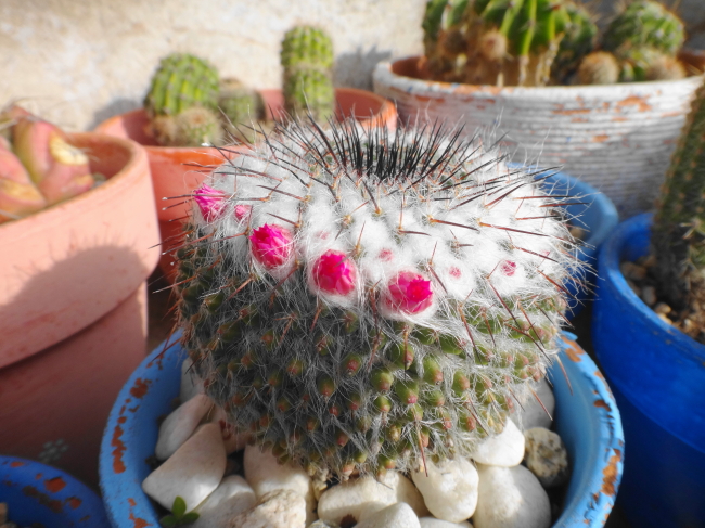 春のようです