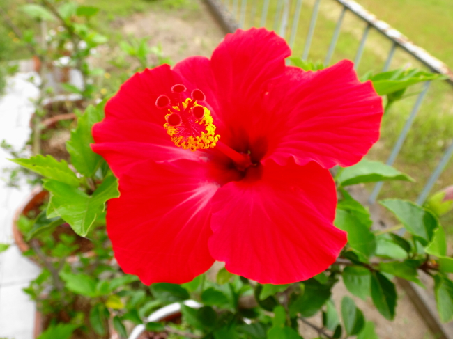 赤い花３つ