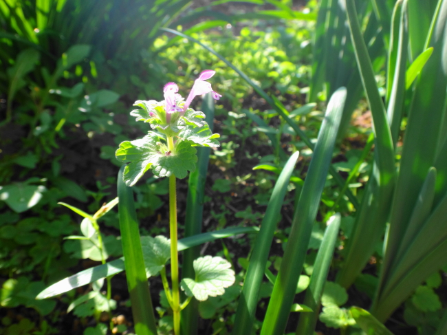 春の花見つけました