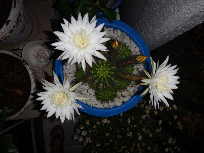 サボテン速報🌵