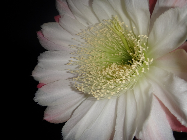 サボテンの花開花中です🌵