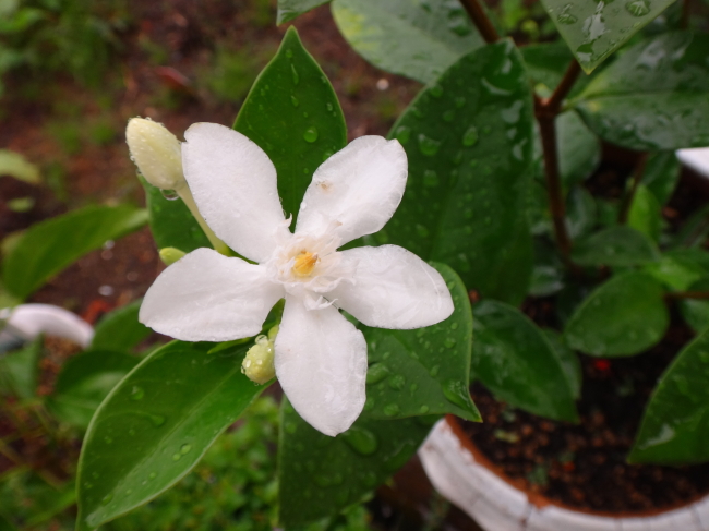 秋雨です。