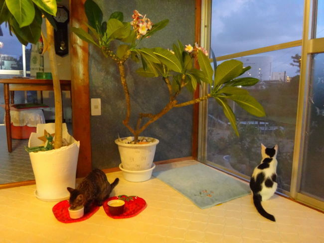台風一過