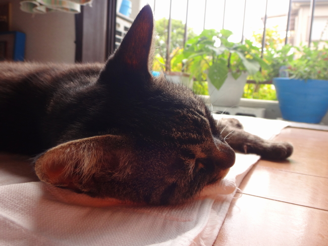 夏のフリルポーチできました☆