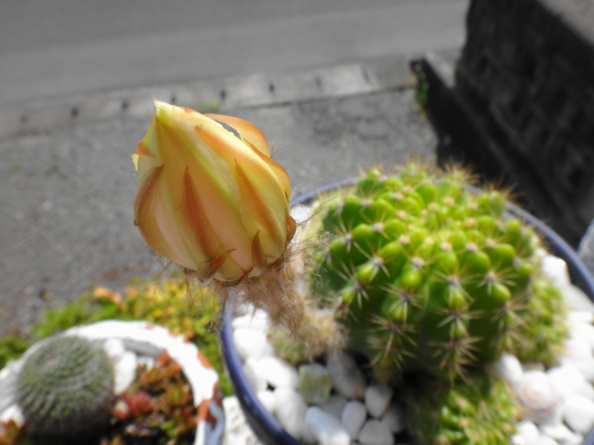 暗闇とサボテンの花