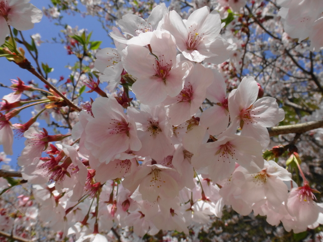 お花見してきました