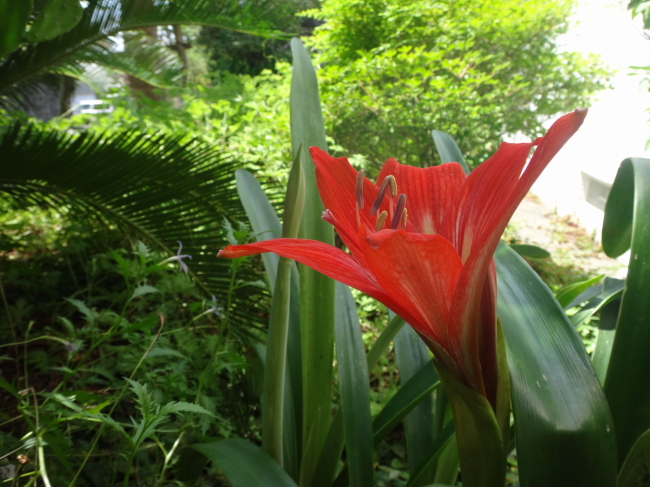 アマリリスが咲きました