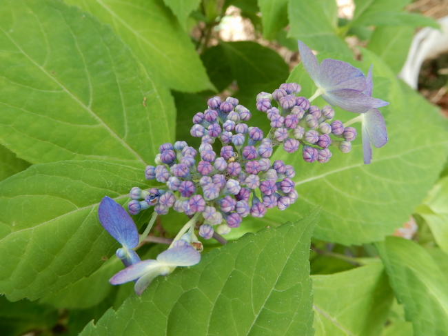 梅雨の花とエイリアン続報
