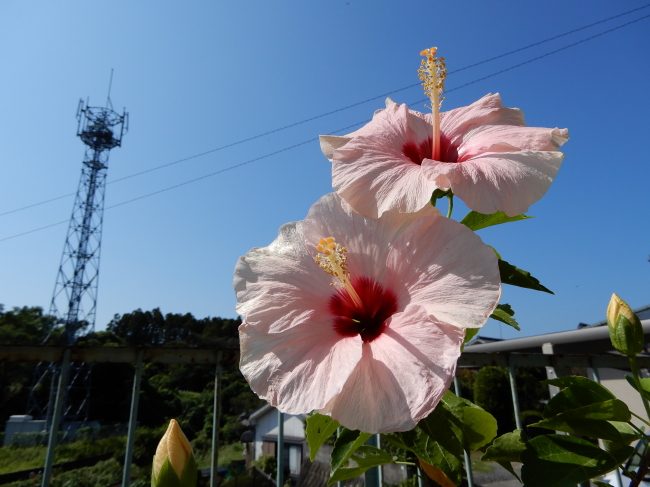 １０月です