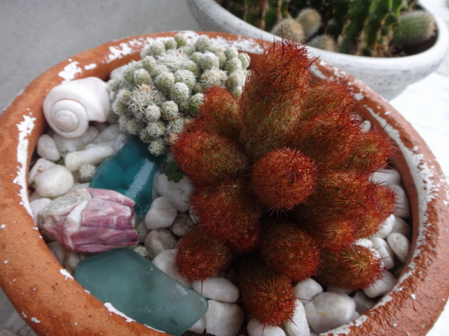 サボテンの日🌵