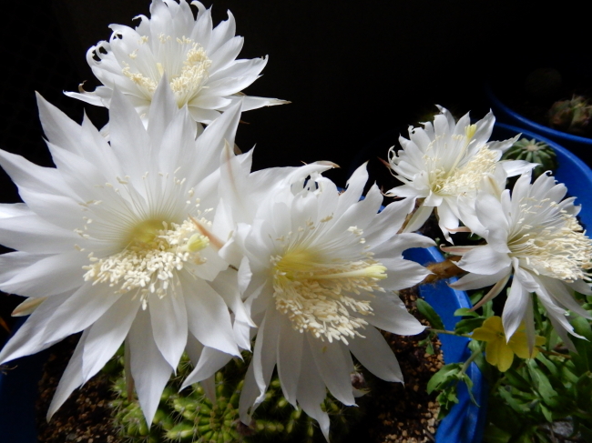 昨夜のお花見