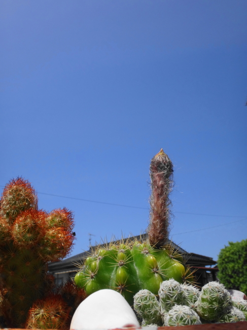 エイリアンの開花とその後