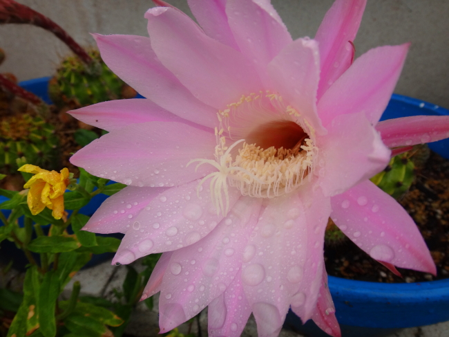 梅雨入りしました