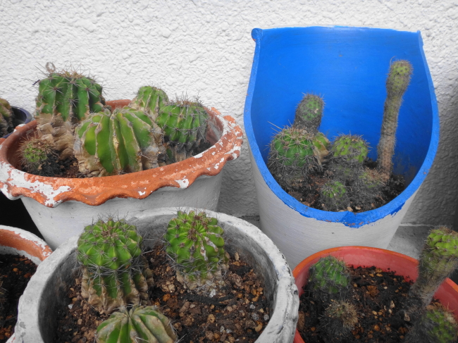 サボテン大家族の移住🌵