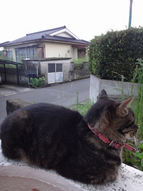 ネコの世界