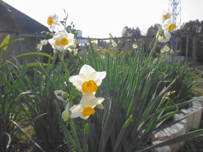 花たちをお手本に