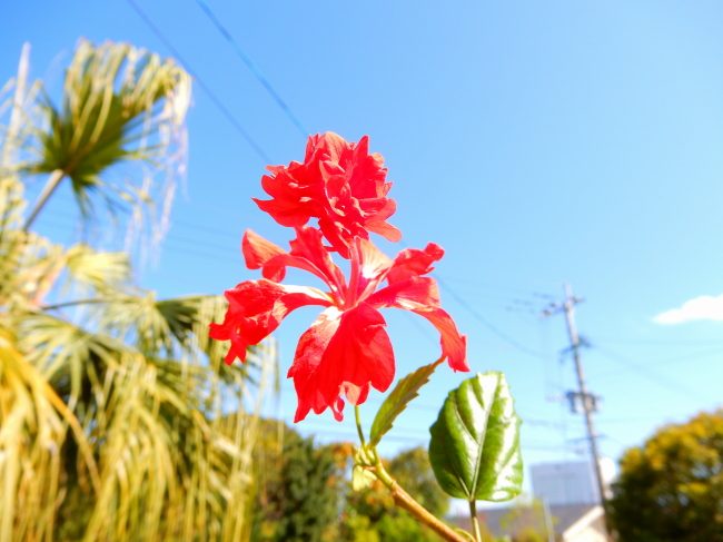夏に手が届きそうな午後