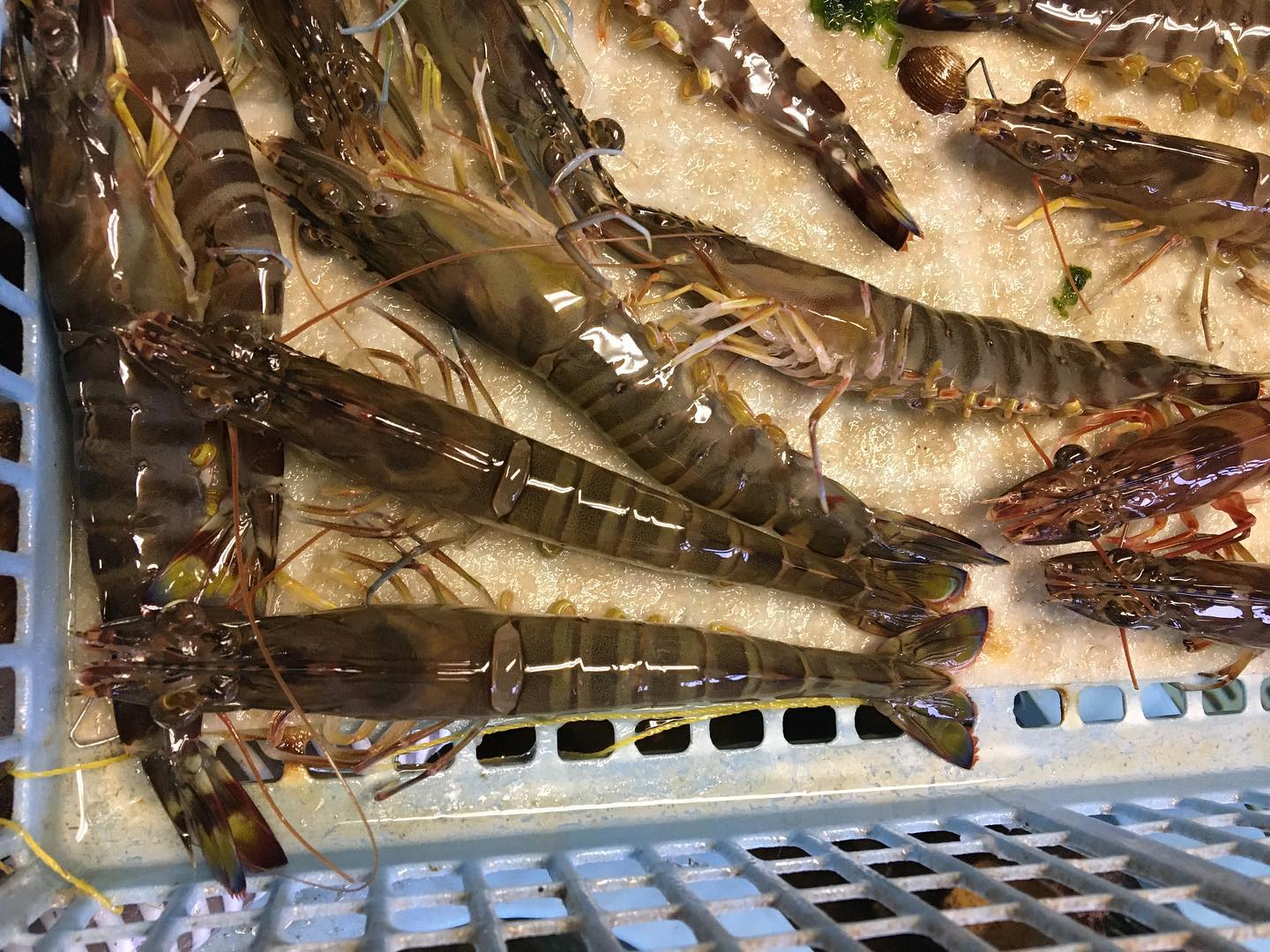 清澄な環境で育む:中村水産が大切にする活き車海老の生育管理