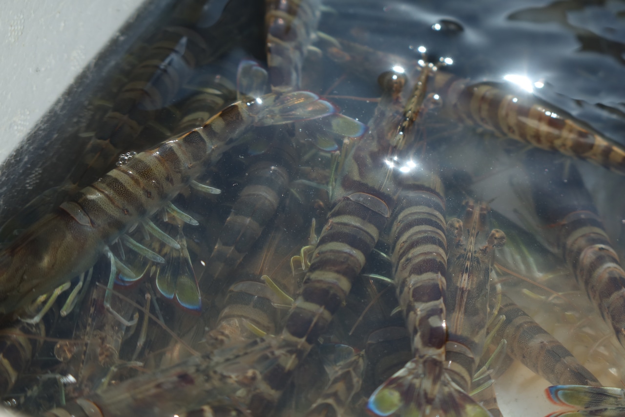 自然の恵みを活かす!中村水産が実践する独自の活き車海老養殖へのこだわり