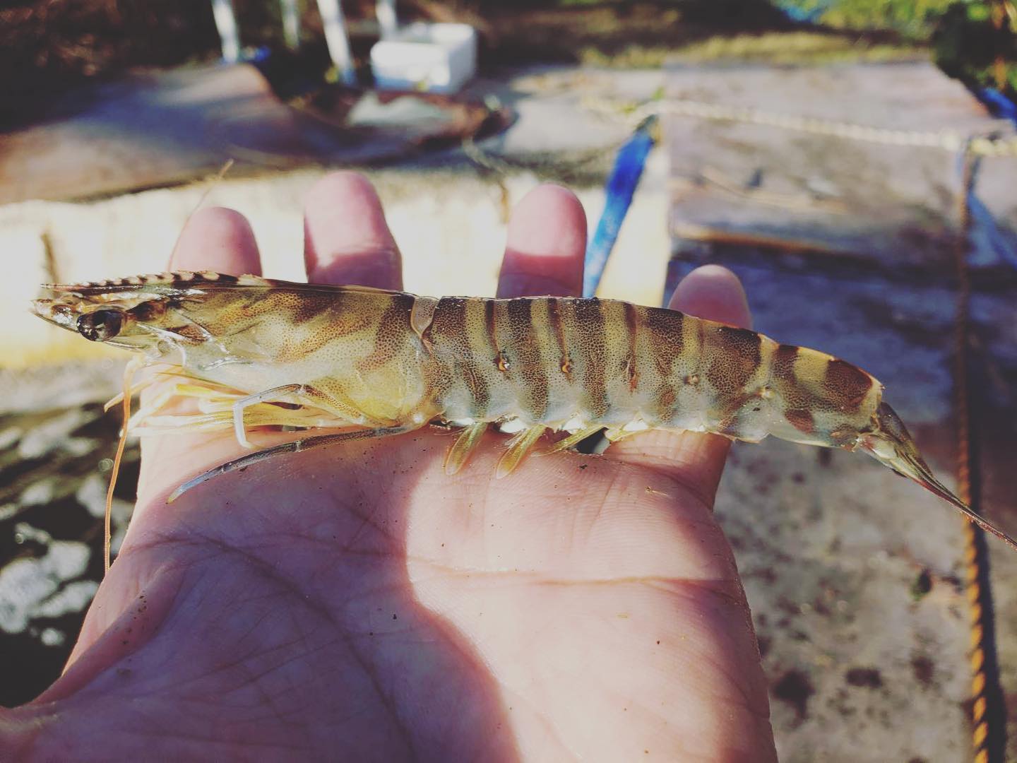 【お客様の声】中村水産の活き車海老、感動体験をシェア!購入者アンケート結果のご紹介