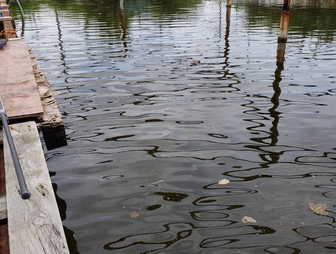 的形村の恵みと共に:中村水産の生産者が語る活き車海老への情熱