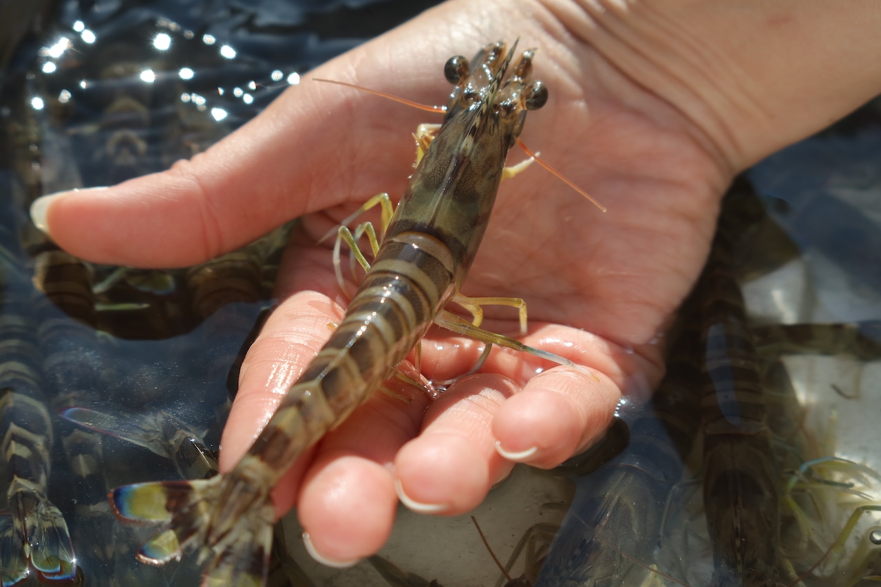 神戸新聞に掲載!中村水産の「活き車海老」が冬の味覚として紹介されました