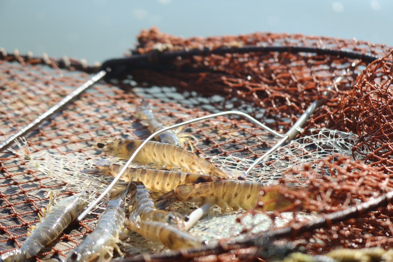 高級お歳暮の選び方：中村水産の活き車海老が「格別の贈り物」として選ばれる理由