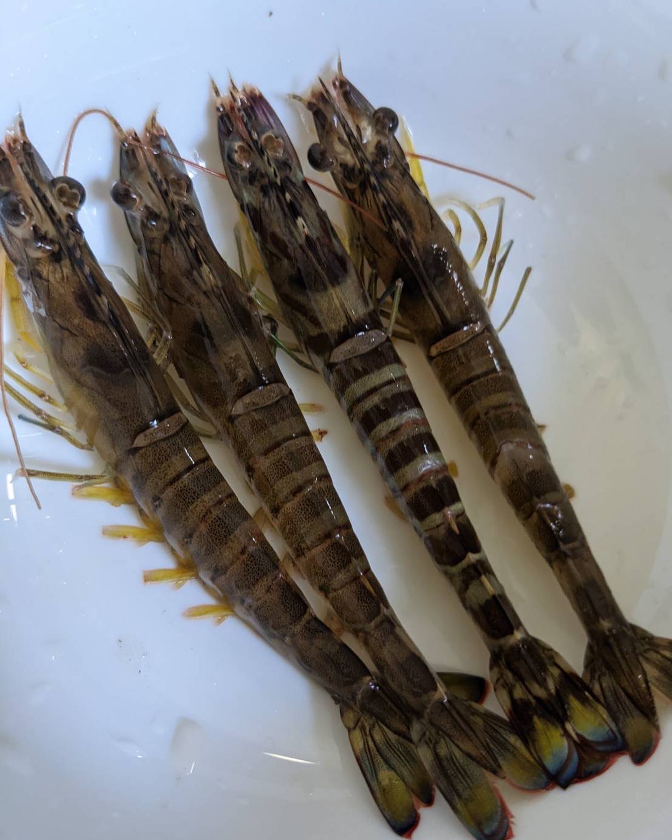 お歳暮・年末年始のご贈答に:中村水産の活き車海老を贈る際のマナーと心遣い