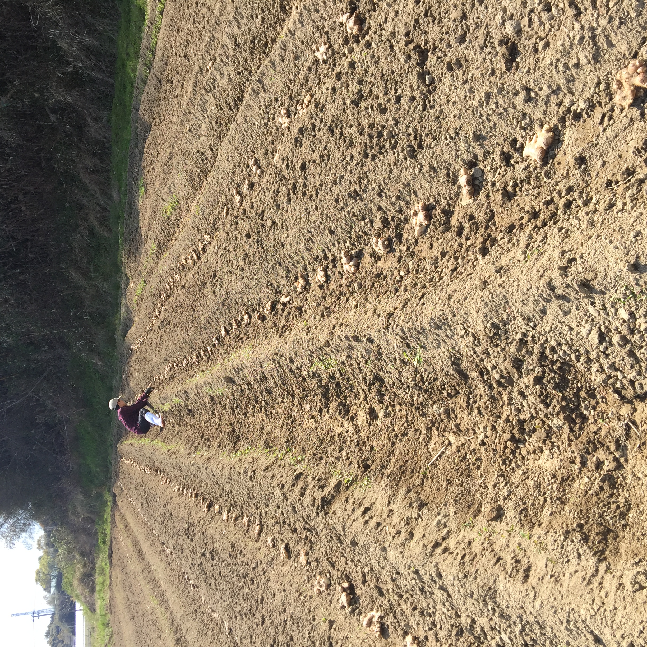 2019年生姜の植え付け!