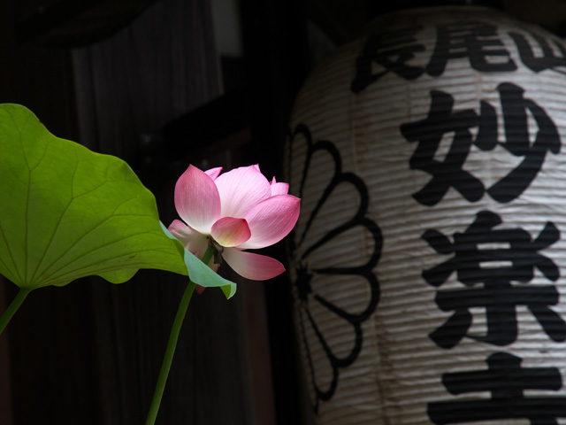 お盆で「蓮(はす)」が使われるのには、仏教との深い関わりがあります。🌿