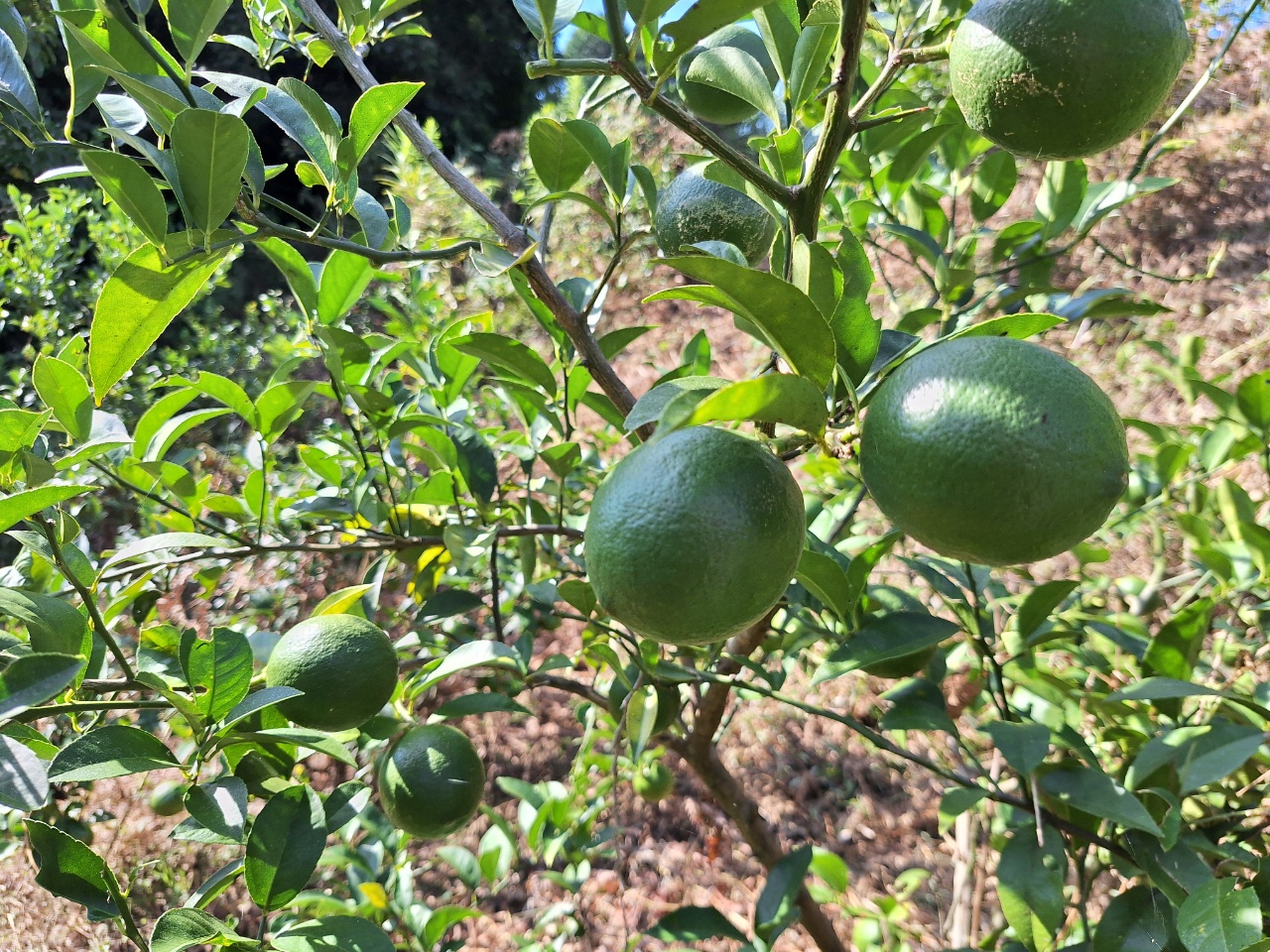 2025.10.26 無農薬みかん&ライム販売中です。