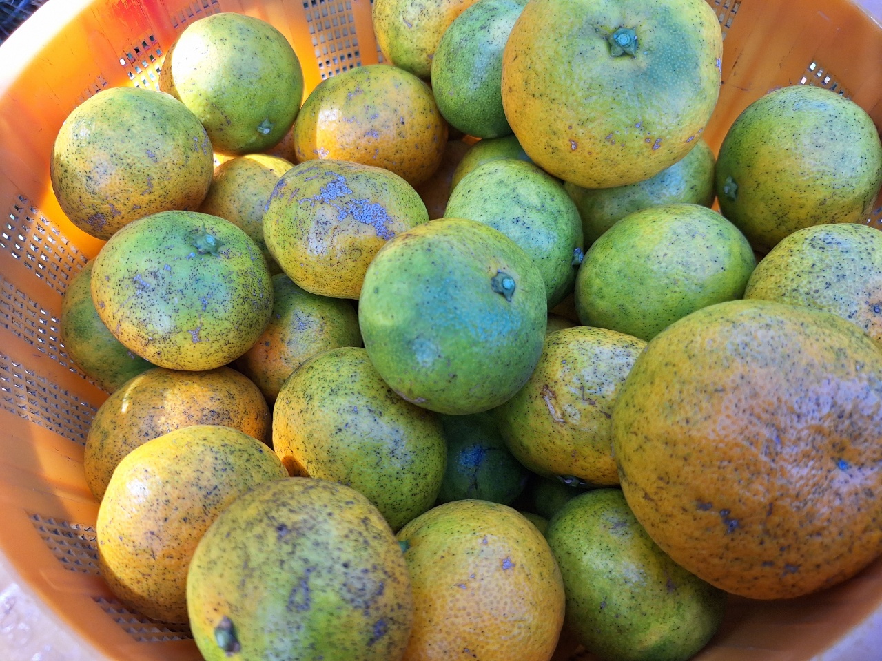 2025.10.19 無農薬栽培みかん収穫中です。