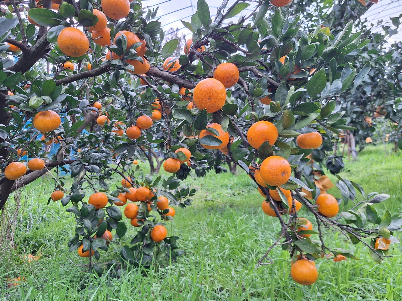 2025.12.19  今晩みかん再販&新商品販売開始します。