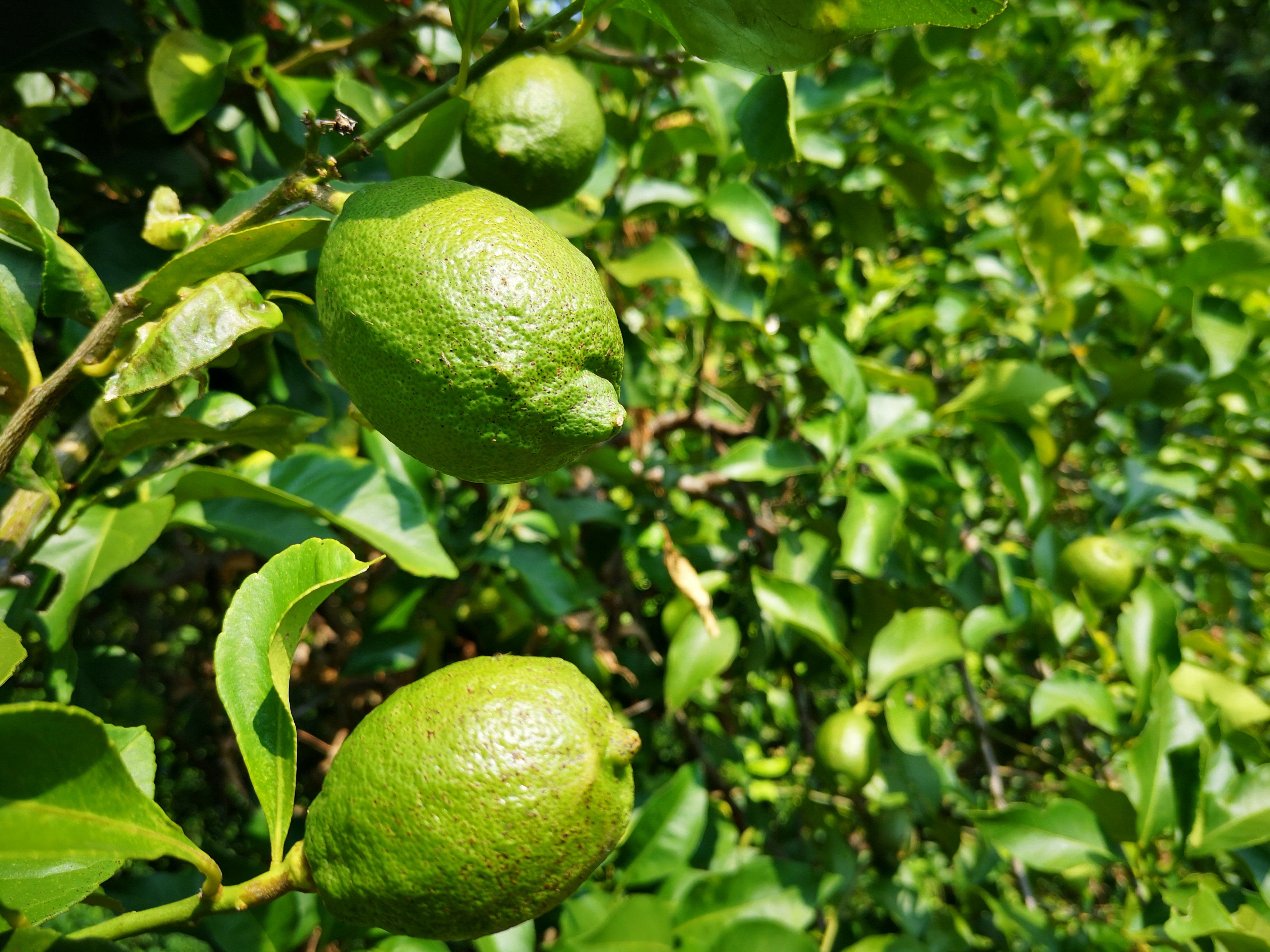 2020.08.31　無農薬栽培グリーンレモン収穫開始します!!