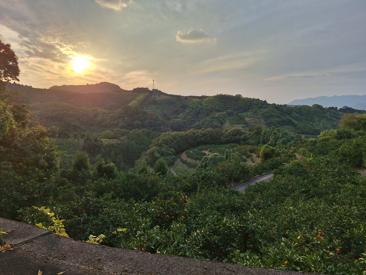 2025.11.17　旬の温州みかんのご案内です。