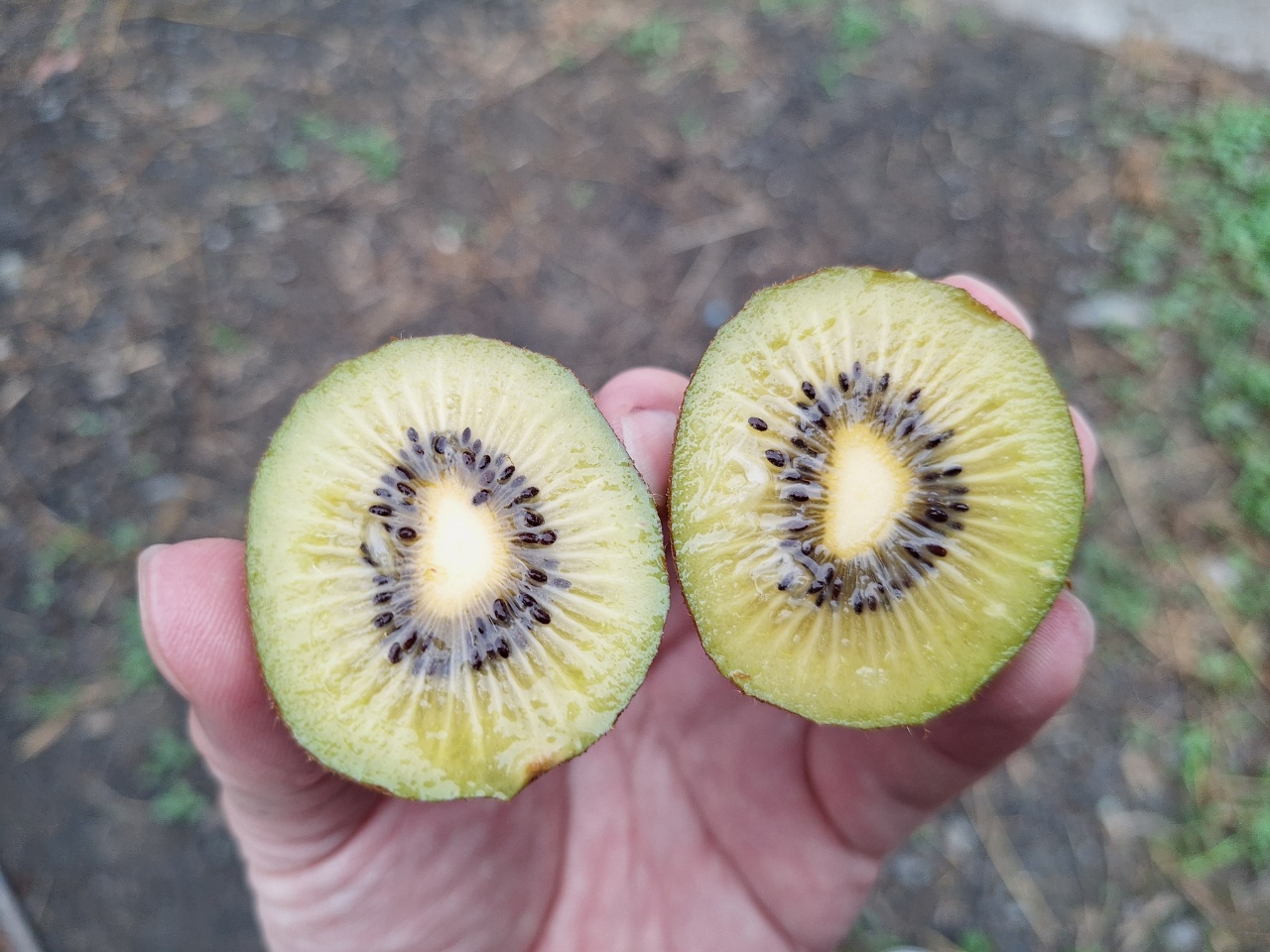 2025.10.22 黄色いキウイ