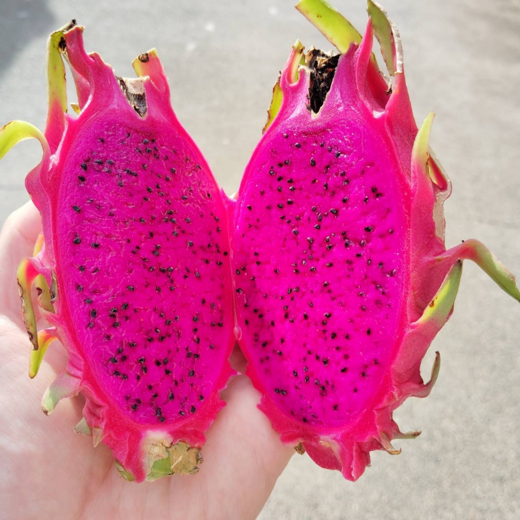 2025.10.10 ドラゴンフルーツ。