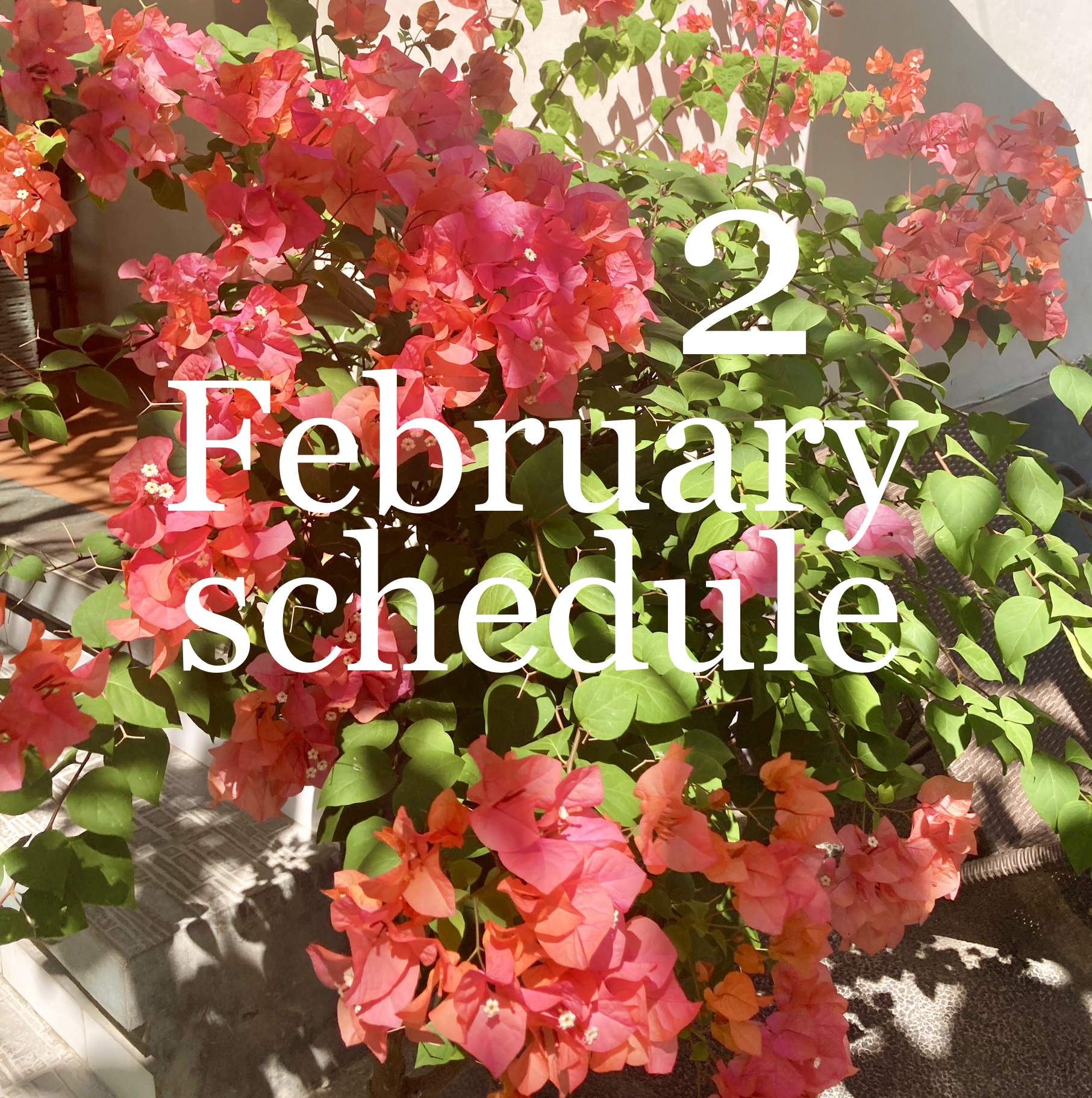 2月出店スケジュールのお知らせです♡