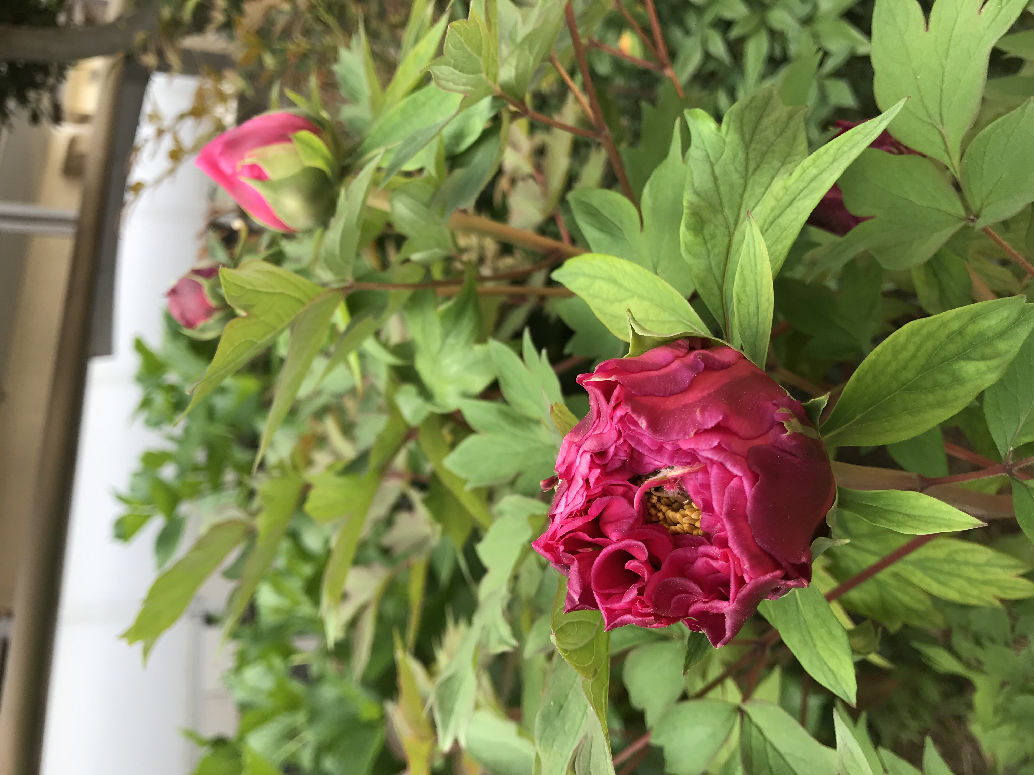 GWのご注文に関しまして