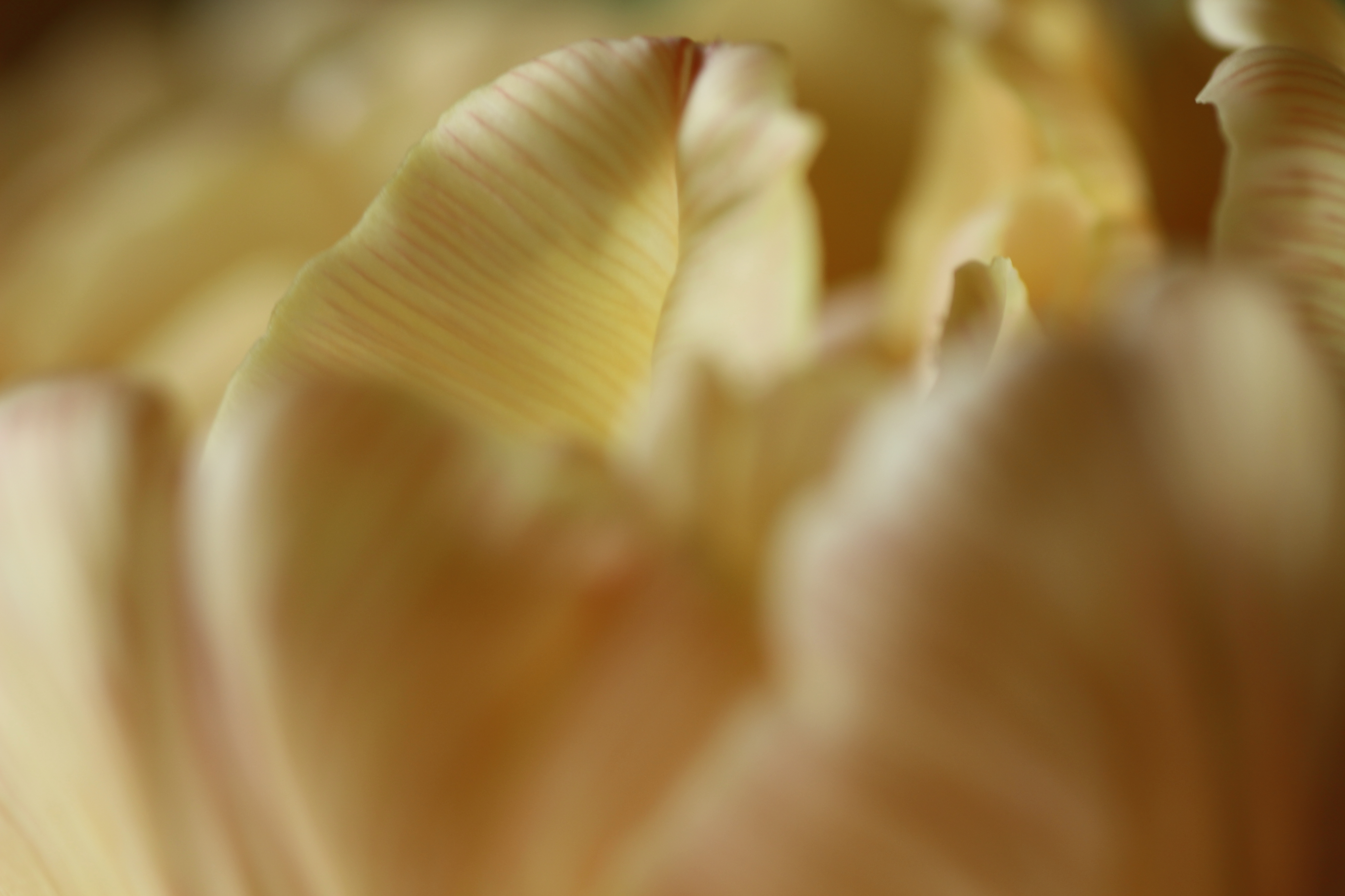 《在庫のこりわずか！夢大納言小豆について》  昨年、初めてネットで染めチューリップなるものを購入しま