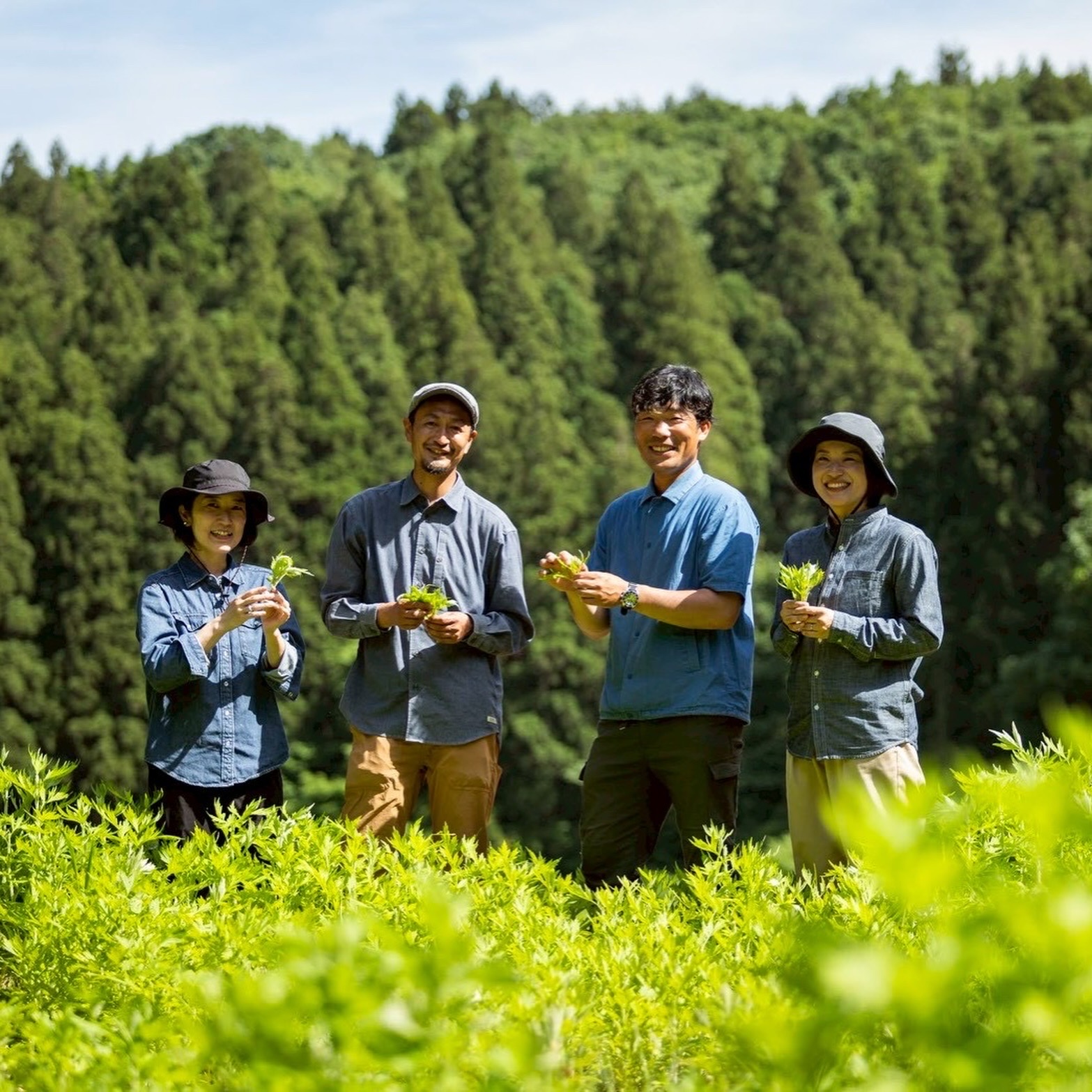 耕作放棄地を再生し、国産の【越後里山よもぎ】を栽培