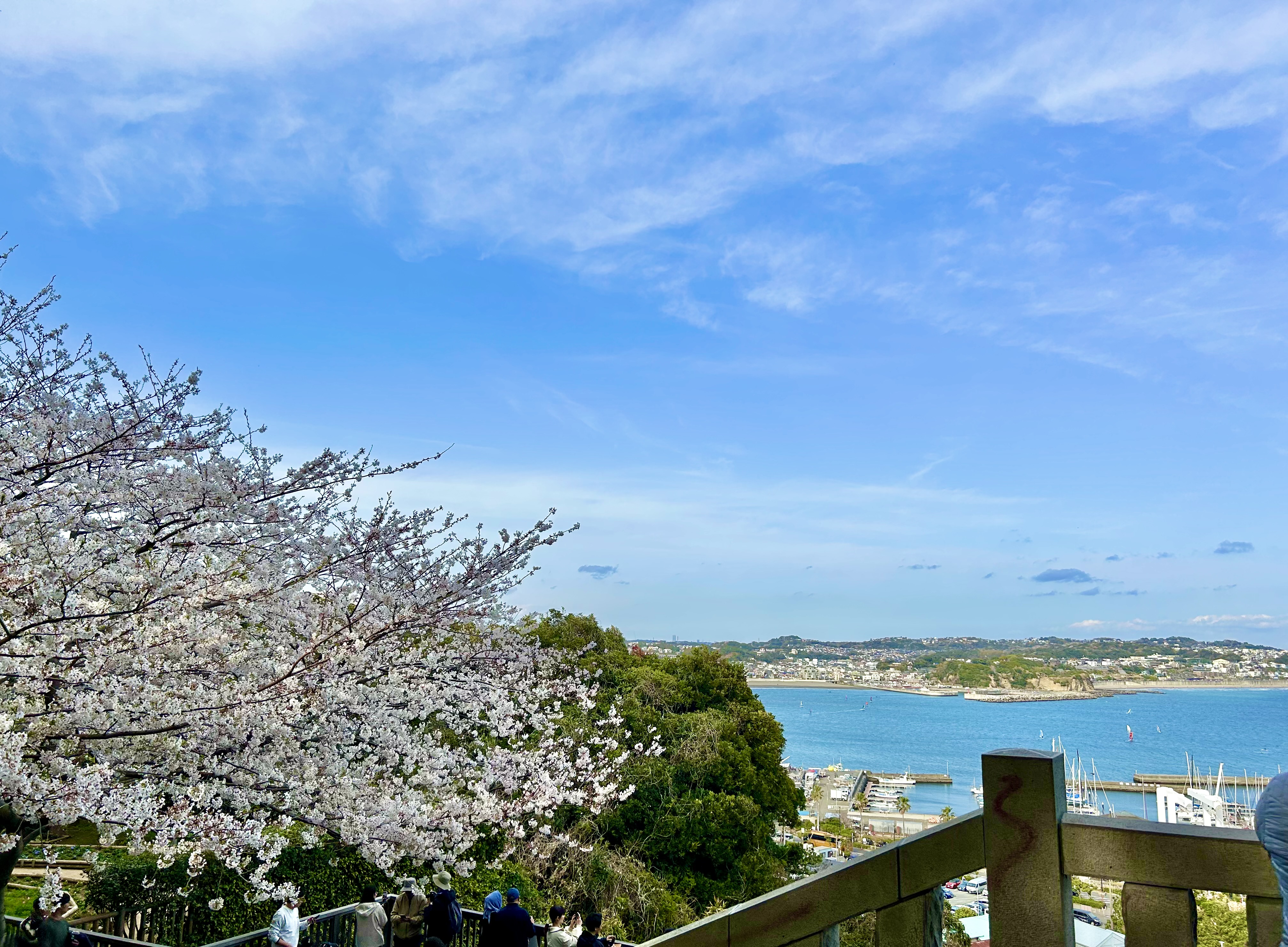 桜満開の江島神社 👸🏻🌸（＆新作ピアス💎チラ見せ♪）