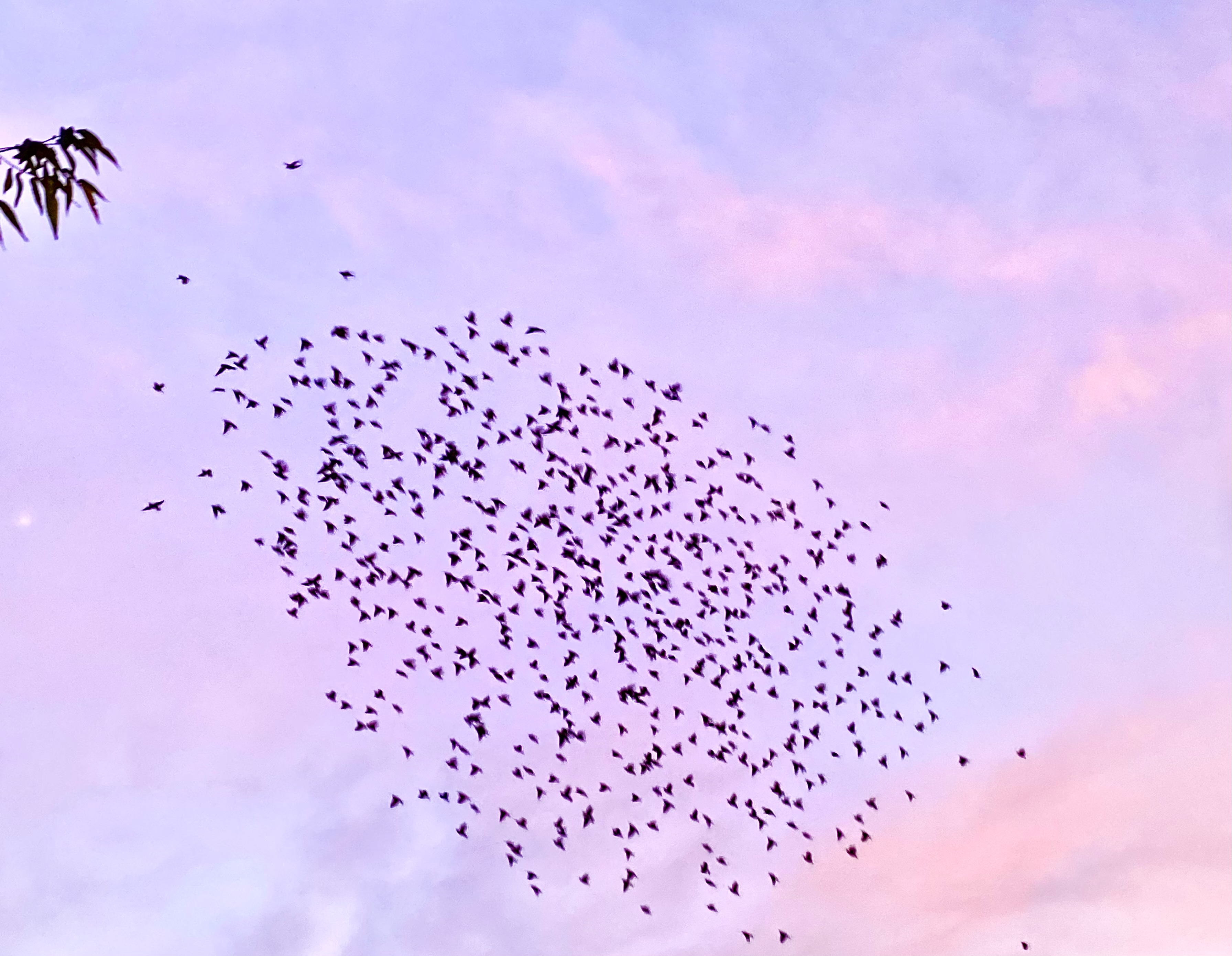 ・ A flock of birds ・🕊✨