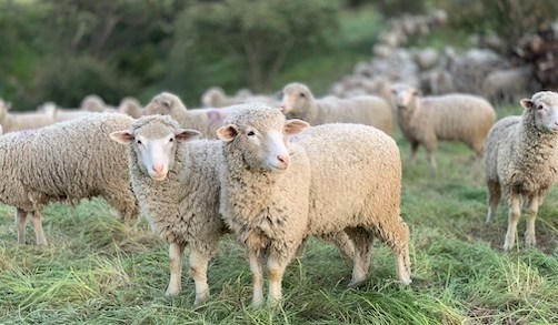 ・ superfine merino  18gg ・ 🐏✨