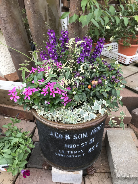 紫アンゲロニアの寄せ植え　初夏のお庭にどうぞ