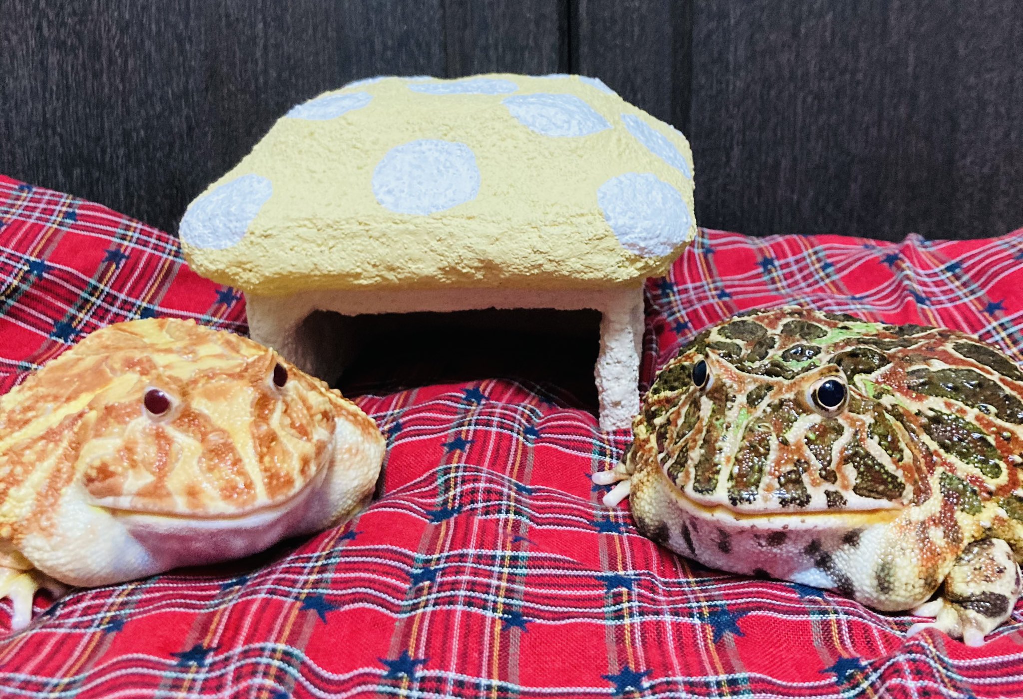 きのこ型シェルターとカエルさん